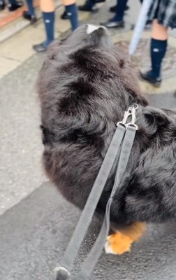 女子高生を見送るあざちゃん