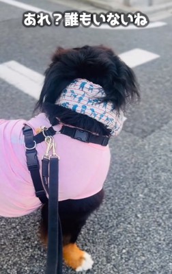 辺りを見回すあざちゃん