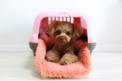 クレートの中で伏せる犬