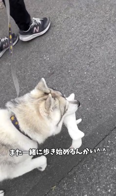 やっぱり一緒に歩きたい!?