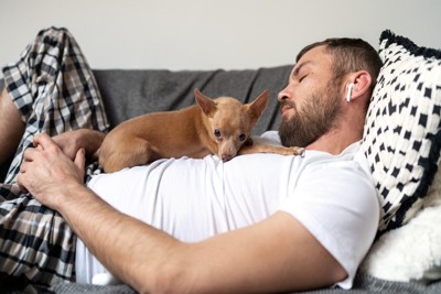男性の上で寝る犬