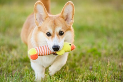 おもちゃをくわえて走る犬