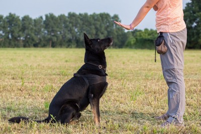 トレーニングを受ける犬