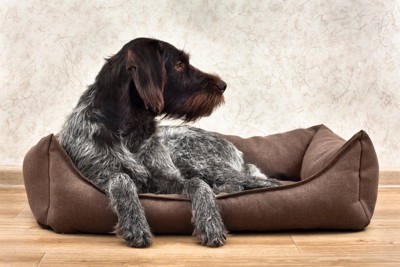 ベッドに座る犬
