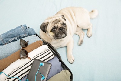 荷物のつまったトランクと犬