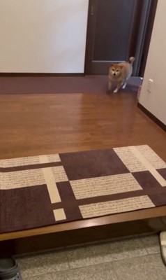 テテテテッ