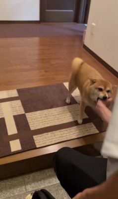 カプリッ