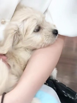 とっても可愛い子犬さん