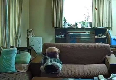 チワワ