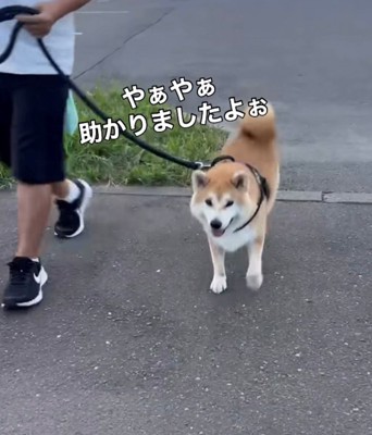 笑顔で歩いてくる犬