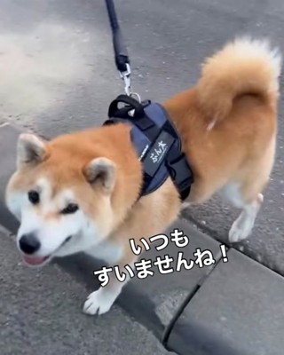 見上げるようにこちらを見る犬