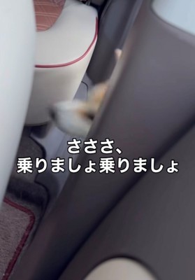 車に乗り込む犬