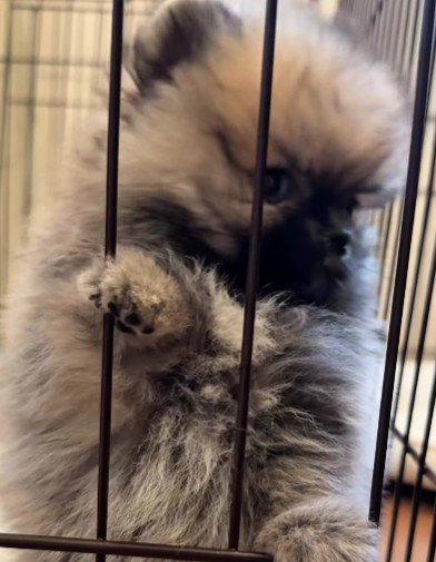 暑がりな赤ちゃん犬→心配なので『凍ったペットボトルをあげた