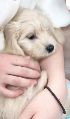 ミックス犬をお迎えしたら…