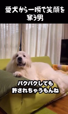 ドレミちゃんの表情の変化2