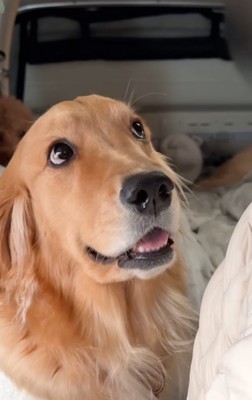 考える大型犬