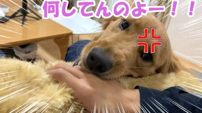 嫉妬するよもぎちゃん5