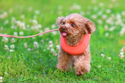 散歩、茶のトイプードル