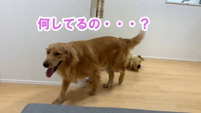 嫉妬するよもぎちゃん4