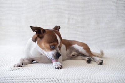 毛づくろいする犬