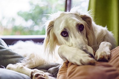 上目づかいで見つめる犬