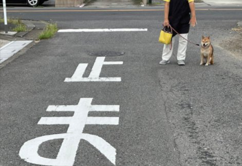 柴犬