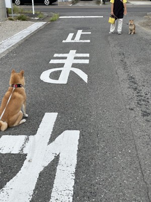 柴犬