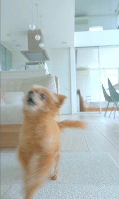 祖父母がお家に来た時のあのちゃん2