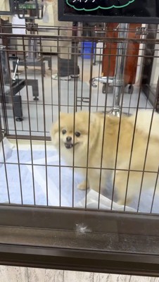 サークルの中を回る犬