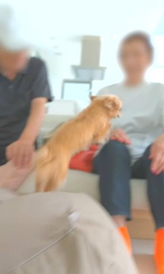 祖父母がお家に来た時のあのちゃん7