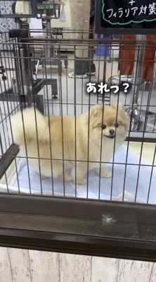 飼い主の方を振り向く犬