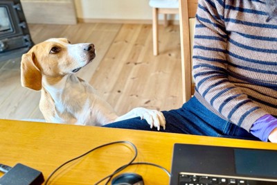 前足を人の足に乗せている犬