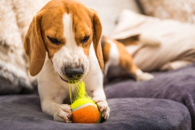 おもちゃを壊す犬