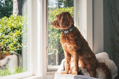 窓の向こうを注意深く見る犬