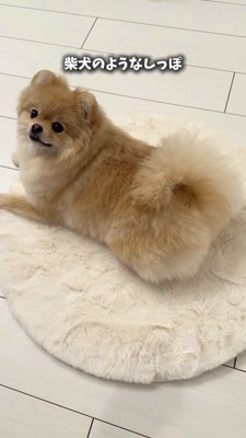 自分を見つめる飼い主を見上げる犬