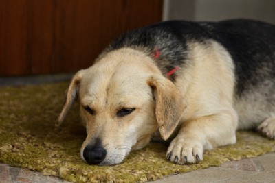 玄関マットの上で留守番する犬