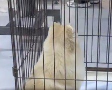 トリミングをされた犬の後ろ姿