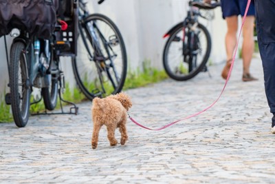 散歩する後ろ姿