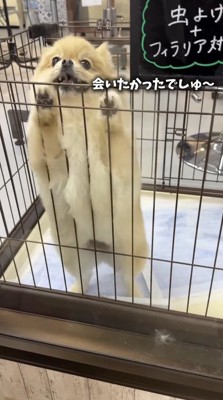 飼い主を見て笑顔になる犬