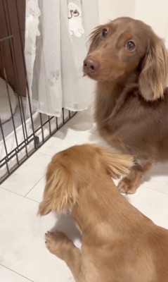 「大丈夫かな…」