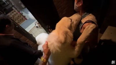 飛びつくリリーちゃん