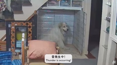 雷が怖いアランくん
