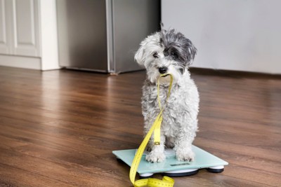 体重計に乗ってメジャーをくわえる犬