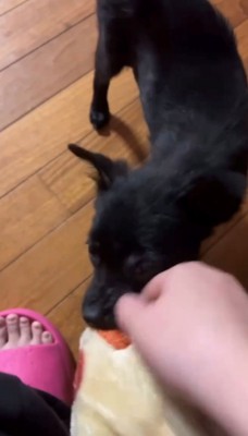 人の足元にいる犬