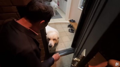 お出迎えするアランくんとリリーちゃん