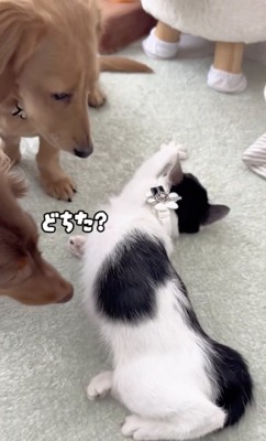 過保護なお兄ちゃんたち