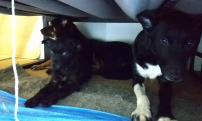 家具の下で他の犬たちと寄り添う犬