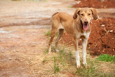 立っている細い犬