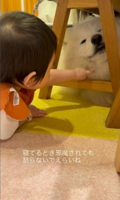 はくちゃんと赤ちゃん8