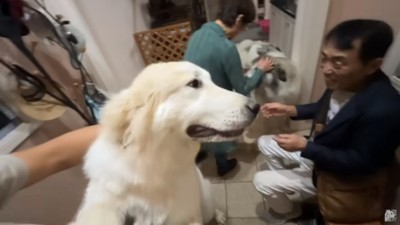 お父さんをチラ見するリリーちゃん